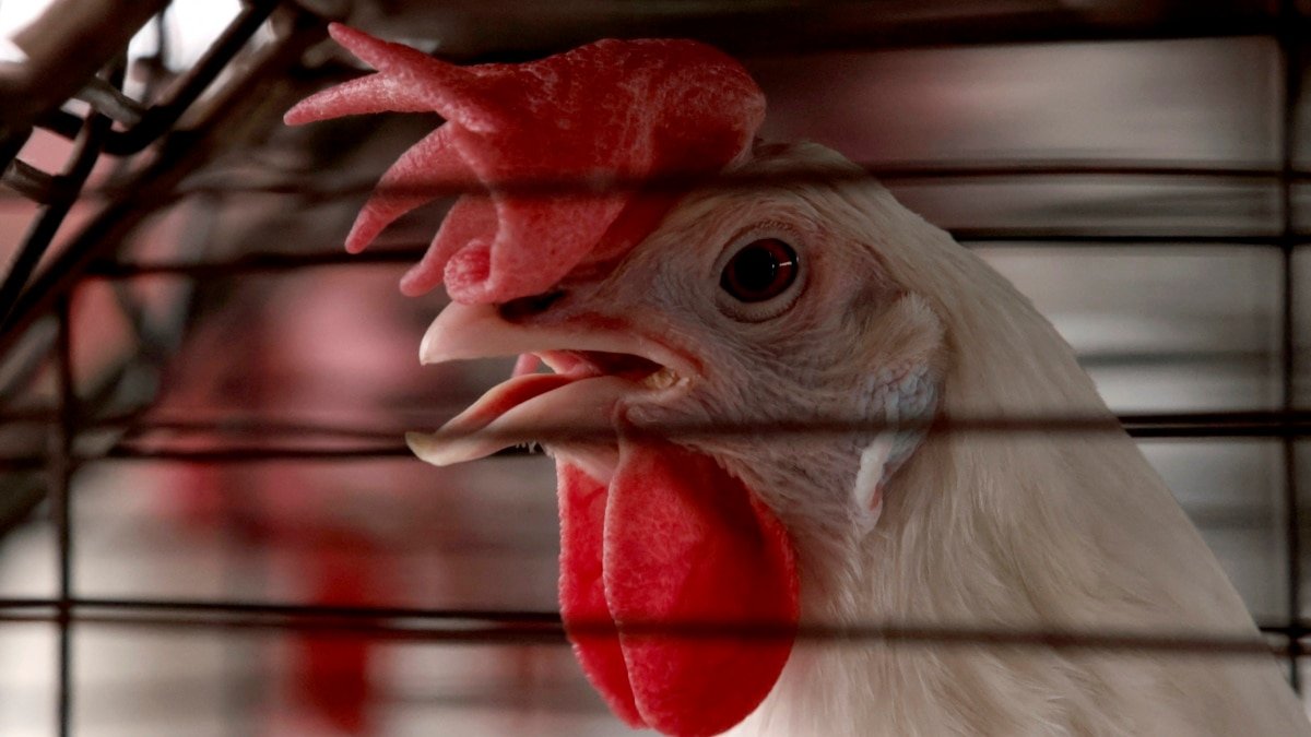 Bird flu spillover to other species poses global health threat, experts warn
