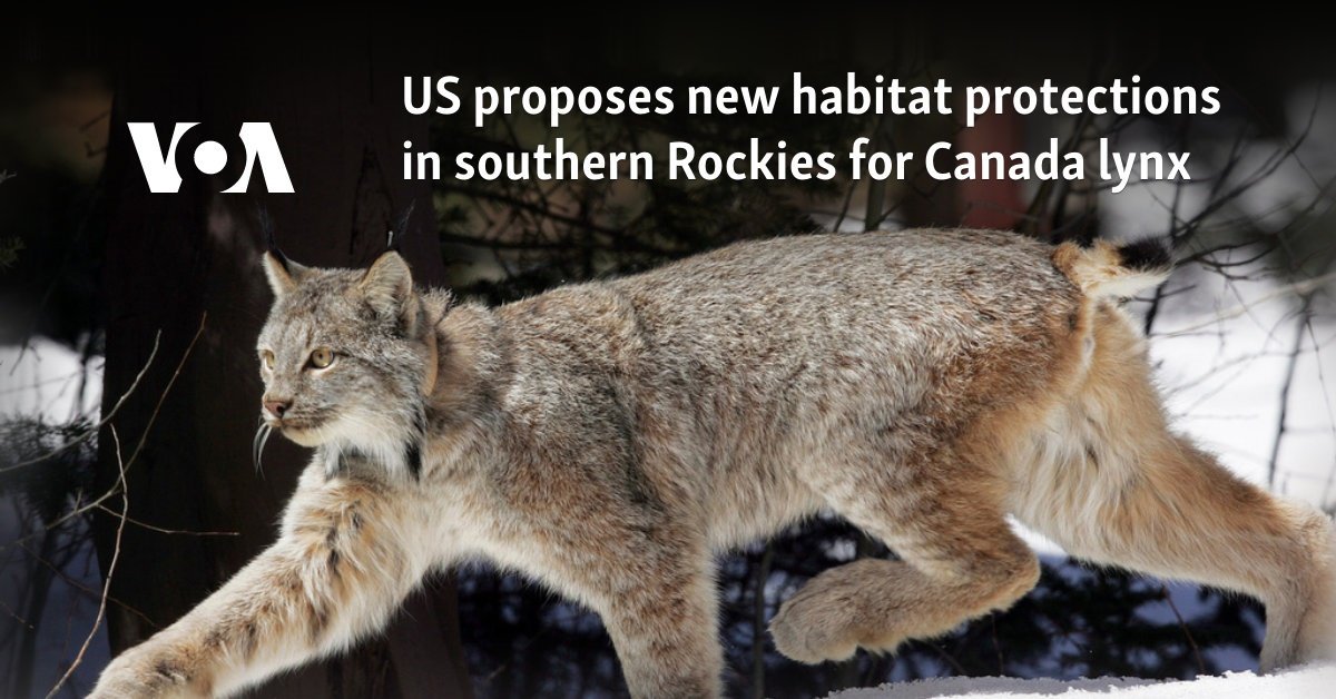 US proposes new habitat protections in southern Rockies for Canada lynx
