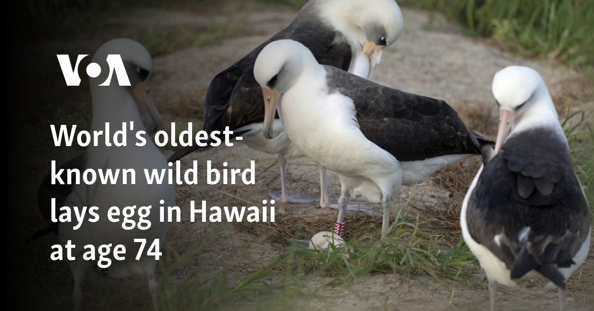 World's oldest-known wild bird lays egg in Hawaii at age 74
